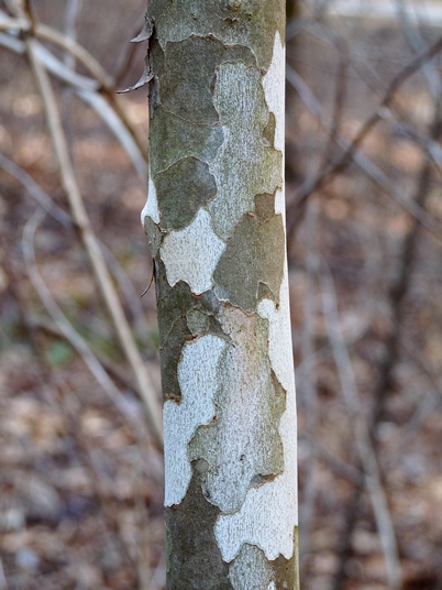 {Platanus occidentalis}
